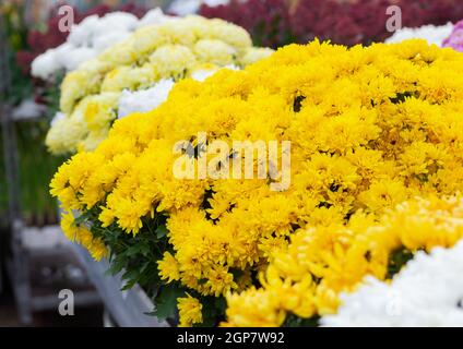 Chrysantheme Kamillenblüten Hintergrund gelb Muster. Gelben Blumenstrauß helle florale Chrysantheme Hintergrund. Stockfoto