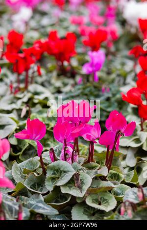 Rosa Cyclamen in einem Blumentopf auf verschwommenen Hintergrund. Soft Focus. Stockfoto