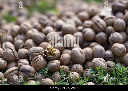 Srinagar, Indien. September 2021. Ein Blick auf getrocknete Walnüsse während der Erntezeit in den Außenbezirken von Srinagar.Kaschmir ist der Hauptfaktor für Indiens Walnussproduktion und jedes Jahr werden Walnüsse in verschiedene Teile des Landes exportiert. (Foto von Idrees Abbas/SOPA Images/Sipa USA) Quelle: SIPA USA/Alamy Live News Stockfoto