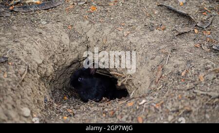 Kaninchen graben sich im Boden. Das Loch im Untergrund ist der natürliche Lebensraum der Hasen. Stockfoto