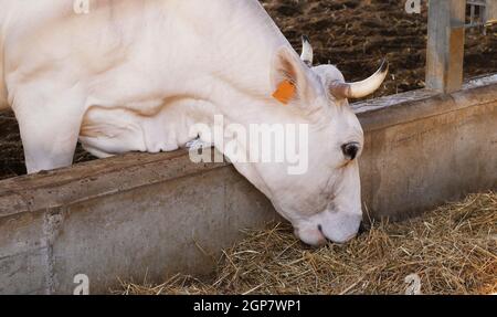 Ein ausgewachsenes Vieh frisst Heu auf einem Bauernhof. Die Kuh mit dem Kopf aus dem Käfig ernährt sich von trockenem Stroh. Stockfoto