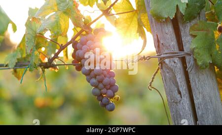 Trauben aus roten Trauben. Sonnenuntergangslicht mit Sonne im Hintergrund. Flare und warmes Licht zeigen die Erntezeit der Trauben für die Weinproduktion an. Stockfoto