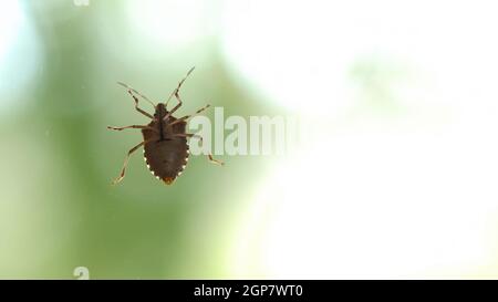 Stinkender Käfer krabbelt auf der Glasoberfläche. Grüner Hintergrund mit Kopierbereich. Stockfoto