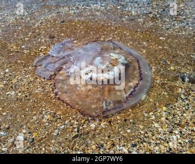 Tote Quallen im flachen Wasser. Quallen Rhizostoma root Seil, an dem Ufer des Meeres geworfen. Tote Quallen Stockfoto