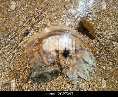 Tote Quallen im flachen Wasser. Quallen Rhizostoma root Seil, an dem Ufer des Meeres geworfen. Tote Quallen Stockfoto