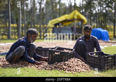 Srinagar, Indien. September 2021. Die Kaschmiri-Bauern trocknen Walnüsse während der Erntezeit in den Außenbezirken von Srinagar.Kaschmir ist der Hauptfaktor für Indiens Walnussproduktion und jedes Jahr werden Walnüsse in verschiedene Teile des Landes exportiert. (Foto von Idrees Abbas/SOPA Images/Sipa USA) Quelle: SIPA USA/Alamy Live News Stockfoto