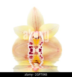 Orchidee blüht im Wasser gespiegelt auf weißem Hintergrund Stockfoto