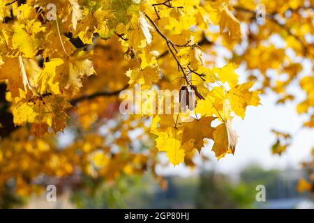 Herbst gelb Ahornblätter in den blauen Himmel. Herbst Laub gegen den Himmel. Sonne unter Baumkronen im Park scheint. Stockfoto