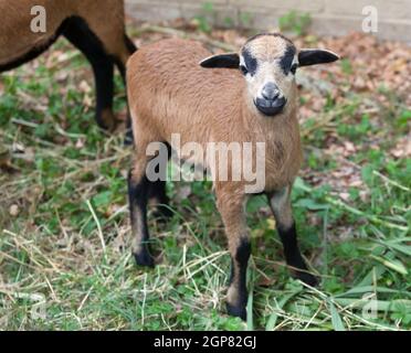 Nahaufnahme von jungen Schafen von Kamerun Stockfoto