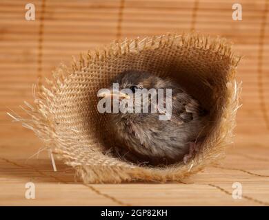 Nahaufnahme eines schönen kleinen Vogel in einem Nest aus Jute auf weißem Hintergrund Stockfoto