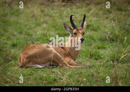 Bohor Reedbuck - Redunca redunca Antilope aus Zentralafrika, Tier unter der Gattung Redunca und in der Familie Bovidae, brauner mittelgroßer antel Stockfoto