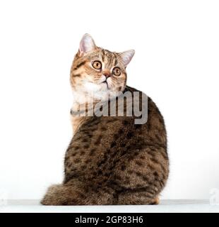 Vertikale Foto von braun schwarz gestromt flauschig niedlich liebenswert Junge britische Katze sitzt und schaut zurück auf weißem Hintergrund Im Studio drinnen Stockfoto