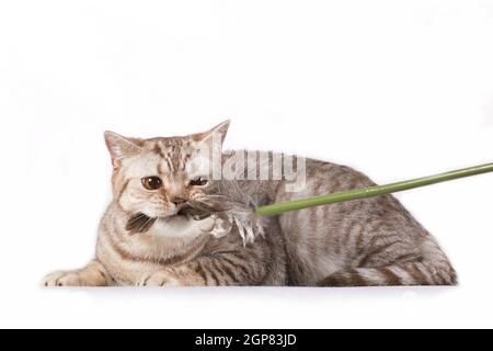 Horisontal Foto von grau grau tabby gestreift flauschig niedlich liebenswert Junge britische Katze fängt Katzenstab Stockfoto