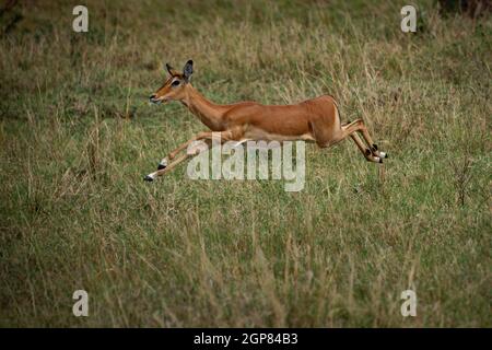 Impala - Aepyceros melampus mittelgroße Antilope im östlichen und südlichen Afrika. Das einzige Mitglied der Gattung Aepyceros, springen und schnell runni Stockfoto