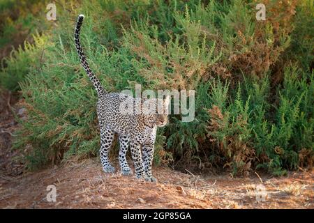 Leopard - Panthera pardus, große gefleckte gelbe Katze in Afrika, Gattung Panthera Katzenfamilie Felidae, Sonnenuntergang oder Sonnenaufgang Porträt im Busch neben dem dus Stockfoto