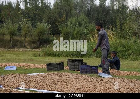 Srinagar, Indien. September 2021. Die Kaschmiri-Bauern trocknen Walnüsse während der Erntezeit in den Außenbezirken von Srinagar.Kaschmir ist der Hauptfaktor für Indiens Walnussproduktion und jedes Jahr werden Walnüsse in verschiedene Teile des Landes exportiert. Kredit: SOPA Images Limited/Alamy Live Nachrichten Stockfoto