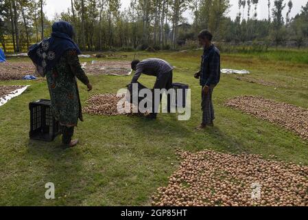 Srinagar, Indien. September 2021. Die Kaschmiri-Bauern trocknen Walnüsse während der Erntezeit in den Außenbezirken von Srinagar.Kaschmir ist der Hauptfaktor für Indiens Walnussproduktion und jedes Jahr werden Walnüsse in verschiedene Teile des Landes exportiert. Kredit: SOPA Images Limited/Alamy Live Nachrichten Stockfoto