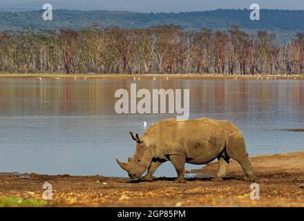 Südliches Weißnashorn oder Vierlippnashorn - Ceratotherium simum simum, im Lake Nakuru National Park in Kenia, horniges Nashorn, das sich auf Gras ernährt Stockfoto