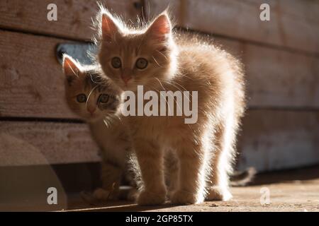 Zwei neugierige Domestc Katze Kätzchen in Sonnenlicht Hintergrundbeleuchtung auf Holz in der Nähe von Holzwand drinnen, horisontal Foto Stockfoto