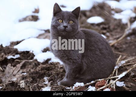 Portrait von streunenden rauchigen dunkelgrauen kurzhaarigen Hauskatze sitzt auf aufgetauten Erde Schlamm in der Nähe von weißem Schnee hinter im Winter, im Freien in der Natur, horisont Stockfoto