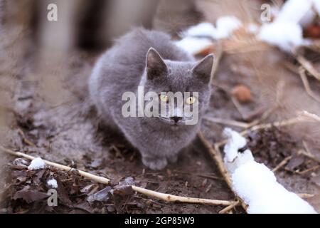 Grau rauchig kurzhaarige streunende Hauskatze sitzt auf aufgetauten Erde Schlamm in der Nähe von Schnee im Winter mit Bokeh verschwommen hinter, im Freien in der Natur, horisontalen Phot Stockfoto