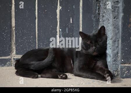 Schwarze streunende Chill entspannte faule Katze schlafen in Wand Ecke Lounge warme gemütliche Ort in sonnigen Tag im Freien, horisontal Foto Stockfoto