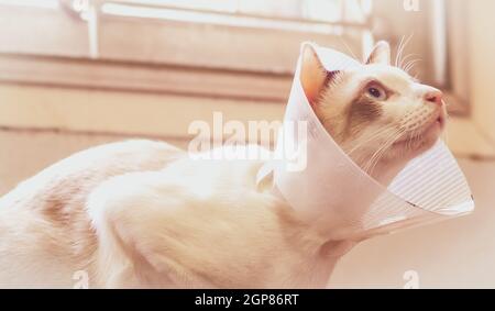 Katze mit Kragen, Katze nach der Operation, Schmerzen bei Katzen, schmerzhafte Haustiere, Collar Cone Translucent Recovery Kunststoff Schutzkragen Anti-Bite Lick Wunde healin Stockfoto