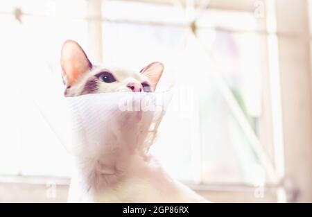 Katze mit Kragen, Katze nach der Operation, Schmerzen bei Katzen, schmerzhafte Haustiere, Collar Cone Translucent Recovery Kunststoff Schutzkragen Anti-Bite Lick Wunde healin Stockfoto