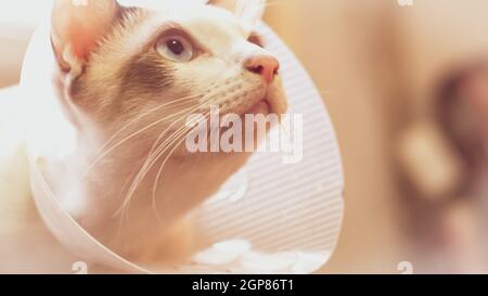 Katze mit Kragen, Katze nach der Operation, Schmerzen bei Katzen, schmerzhafte Haustiere, Collar Cone Translucent Recovery Kunststoff Schutzkragen Anti-Bite Lick Wunde healin Stockfoto