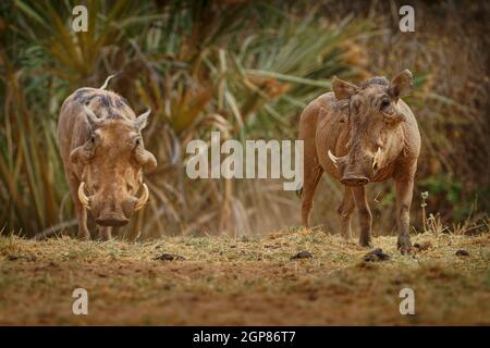 Gewöhnlicher Warzenschwein - Phacochoerus africanus wildes Mitglied der Familie der Schweine Suidae, das in Grasland, Savanne und Wald gefunden wurde, Warzenschwein in der Savanne in African Stockfoto