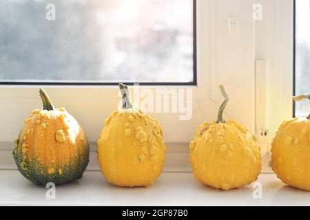 Set aus vielen verschiedenen kleinen Mini warty gelben dekorativen Kürbissen auf weißem Fensterbrett zu Hause Interieur. Halloween Haus saisonal traditionell Stockfoto