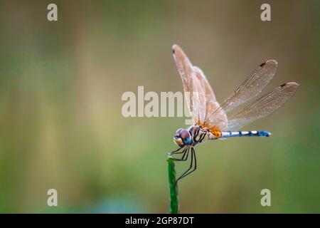 Dragonfly halten auf trockenen Zweigen und Kopieren. Dragonfly in der Natur. Dragonfly in der Natur Lebensraum. Schöne Natur Szene mit Libelle im Freien Stockfoto