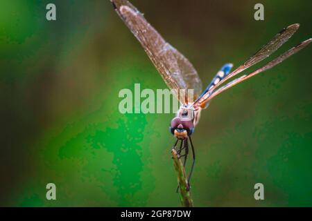 Dragonfly halten auf trockenen Zweigen und Kopieren. Dragonfly in der Natur. Dragonfly in der Natur Lebensraum. Schöne Natur Szene mit Libelle im Freien Stockfoto