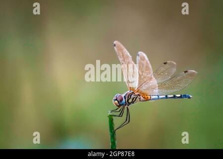 Dragonfly halten auf trockenen Zweigen und Kopieren. Dragonfly in der Natur. Dragonfly in der Natur Lebensraum. Schöne Natur Szene mit Libelle im Freien Stockfoto