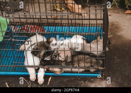 Welpen verkauft in Chatuchak Weekend Market in Bangkok, Thailand Stockfoto