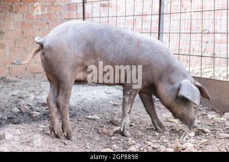 Iberisches Schwein in der Schweinehaltung Stockfoto