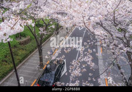 Roppongi 1-Chome von Kirschbaum gesäumt. Drehort: Metropolregion Tokio Stockfoto