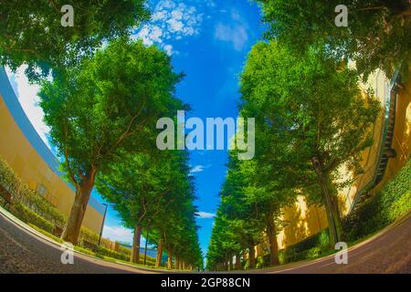 Ginkgo von Bäumen gesäumte Straßen von frischem Grün (Akishima). Drehort: Tokyo Akishima Stockfoto