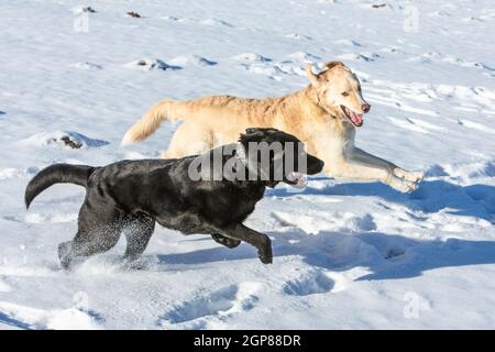 Zwei Hunde haveing Spaß beim Laufen durch den Schnee Stockfoto