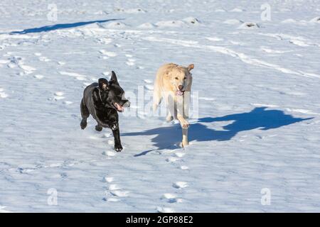 Zwei Hunde haveing Spaß beim Laufen durch den Schnee Stockfoto