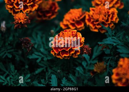 Nahaufnahme von orangefarbenen Blüten in einem Busch Stockfoto