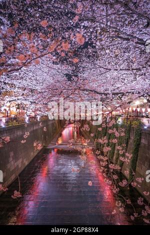 Kirschblüten des Meguro River. Aufnahmeort: Metropolregion Tokio Stockfoto