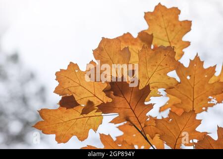 Vergilbte Herbsteichenblätter auf dem Hintergrund des bewölkten Herbsthimmels. Stockfoto