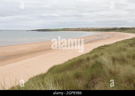Blick auf den Strand von Cruden Bay an der Ostküste von Aberdeenshire. Langer goldener Sandstrand. Weichfokus. Stockfoto