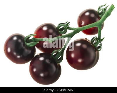 Cluster von Indigo Rose Erbstück Tomaten auf der Rebe, isoliert Stockfoto