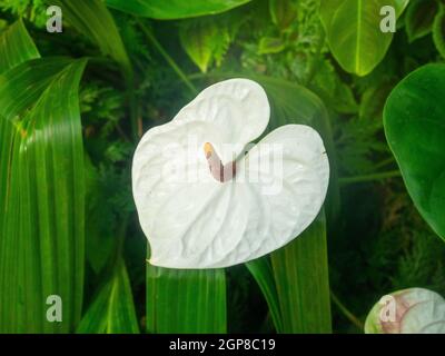 Anthurium ist eine Gattung von etwa 1000 Arten von blühenden Pflanzen, die größte Gattung der arum Familie, Araceae.Allgemeine gemeinsame Namen sind Anthurium, Stockfoto