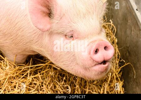 Nase eines Yorkshire, oder English Large White, Schweins Stockfoto