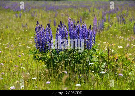 Lila Lupinen in einer grünen Wiese in der hohen Rhön, Bayern, Deutschland Stockfoto