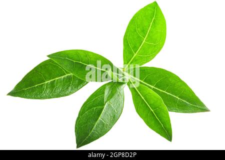 Henna-Baum Blätter (Lawsonia inermis) isoliert w Clipping Pfade Stockfoto