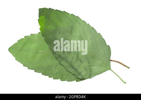 Getrocknete, abgeflachte Rama-Tulsi-Blätter (Ocimum tenuiflorum), isoliert, Draufsicht Stockfoto